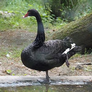 Black swan (Cygnus atratus), 2025-05-17