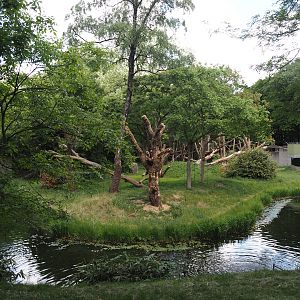 Western lowland gorilla island, 2025-05-17