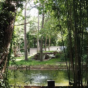 Western lowland gorilla island, 2025-05-17