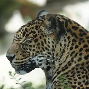 Sri Lankan leopard (Panthera pardus kotiya), 2025-05-17