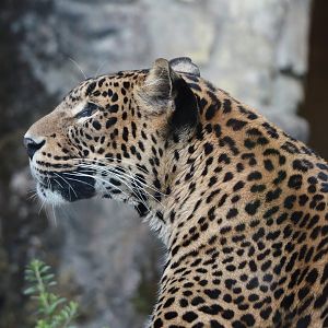 Sri Lankan leopard (Panthera pardus kotiya), 2025-05-17