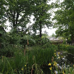 Peruvian squirrel monkey and South American coati island, 2025-05-17