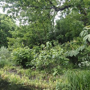 Peruvian squirrel monkey and South American coati island, 2025-05-17