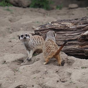 Meerkats (Suricata suricatta), 2025-05-17