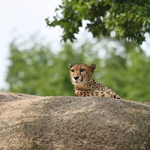 Cheetah Acinonyx jubatus