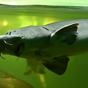 Sterlet Accipenser ruthvenensis