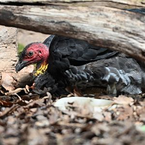 Australian brush-turkey Alectura lathami