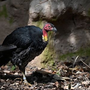 Australian brush-turkey Alectura lathami