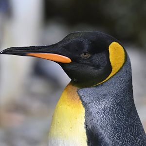 King penguin Aptenodytes patachonicus