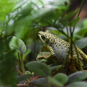 Rio Pescado stubfoot toad Atelopus balios