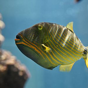 Balistapus undulatum