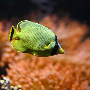 Chaetodon rafflesii