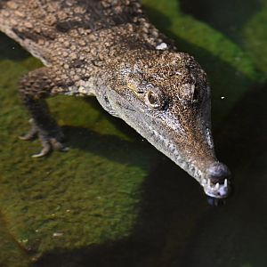 Australian freshwater crocodile Crocodylus johnstoni