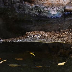 Australian freshwater crocodile Crocodylus johnstoni