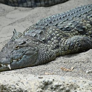 Nile crocodile Crocodylis niloticus