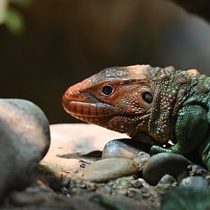 Caiman lizard Dracaena guianensis