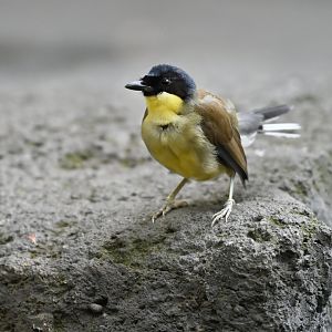 Blue-crowned laughingthrush Pterorhinus courtoisi