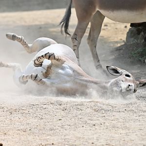 African wild ass Equus africanus