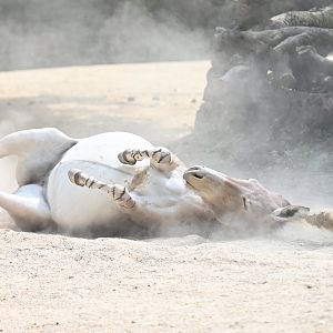 African wild ass Equus africanus