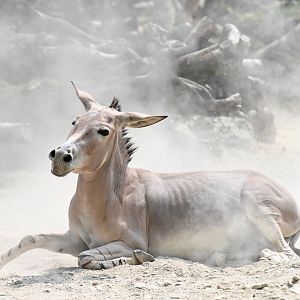 African wild ass Equus africanus