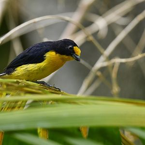 Violaceous euphonia Euphonia violacea