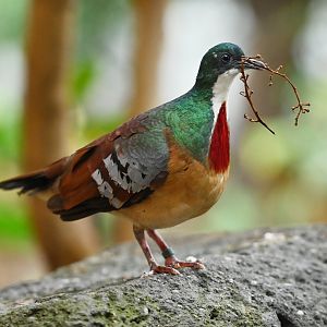 Mindanao bleeding-heart  Gallicolumba crinigera