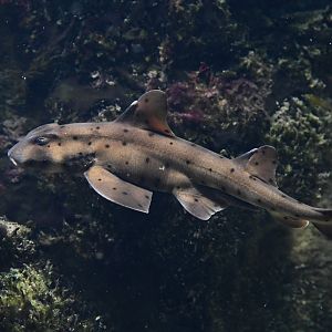 Horn shark Heterodontus francisci
