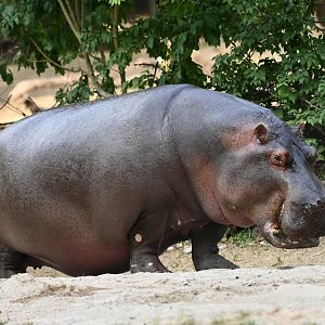 Common hippopotamus Hippopotamus amphibius