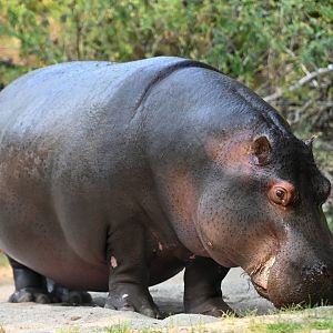 Common hippopotamus Hippopotamus amphibius