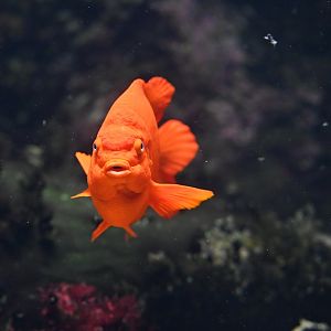 Garibaldi Hypsypops rubicundus
