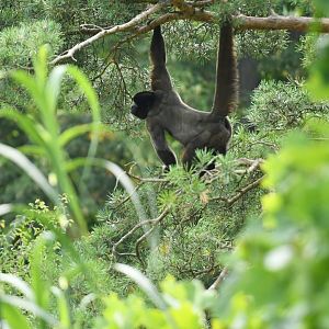 Wooly monkey Lagotrix lagotricha