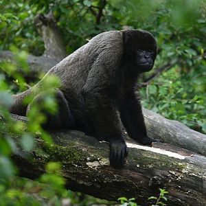 Wooly monkey Lagotrix lagotricha