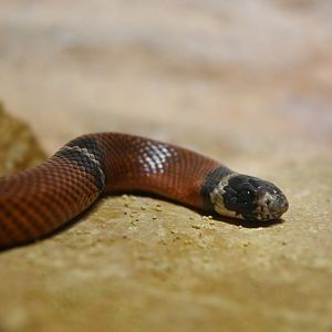 Lampropeltis triangulum