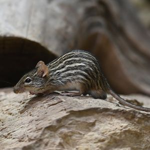 Barbary striped grass mouse Lemniscomys barbarus