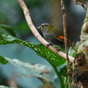 Emei Shan liocichla Liocichla omeiensis
