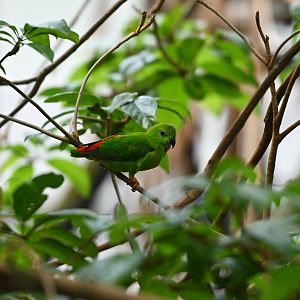 Blue-crowned hanging parrot Loriculus galgulus