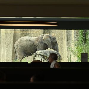 Elephant viewing from the restaurant