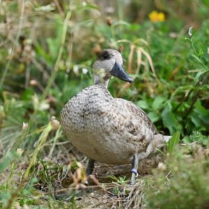 Marbled teal Marmaronetta angustirostris