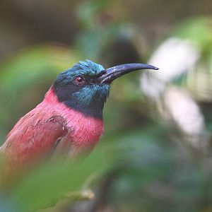 Carmine bee-eater Merops nubicus