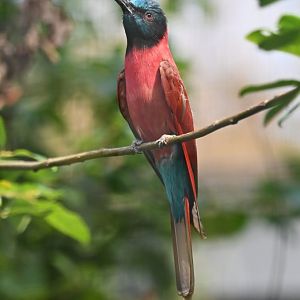 Carmine bee-eater Merops nubicus