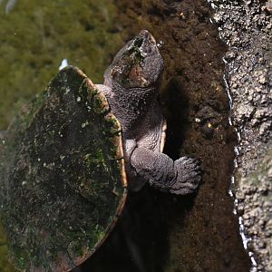 Saw-shelled turtle Myuchelys latisternum