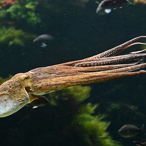 Octopus Octopus vulgaris