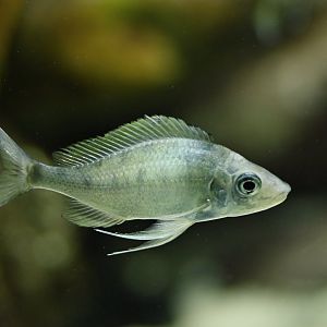 Ophthalmotilapia nasuta