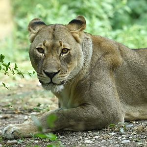 Afican lion Panthera leo