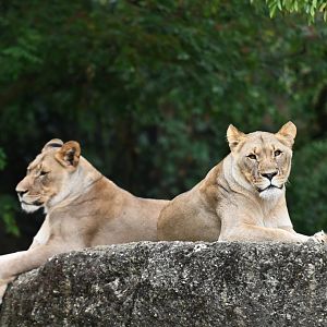 Afican lion Panthera leo