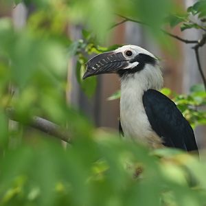 Visayan tarictic hornbill Penelopides panini