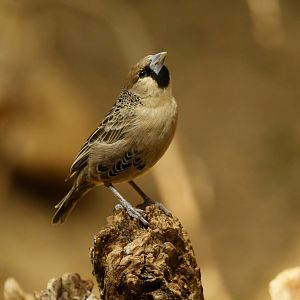 Sociable weaver Philetairus socius