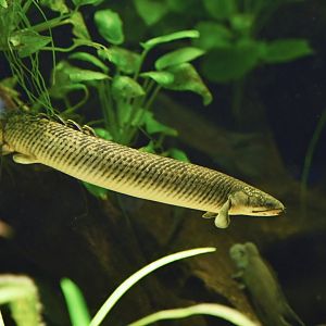 Polypterus mokelembembe