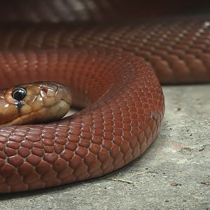 Red spitting cobra : Chester Zoo : 06 Sep 2025