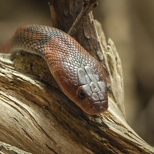 Red spitting cobra : Chester Zoo : 06 Sep 2025